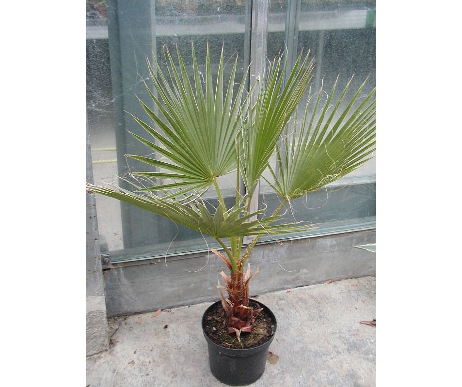 Washingtonia robusta 140cm - BIO